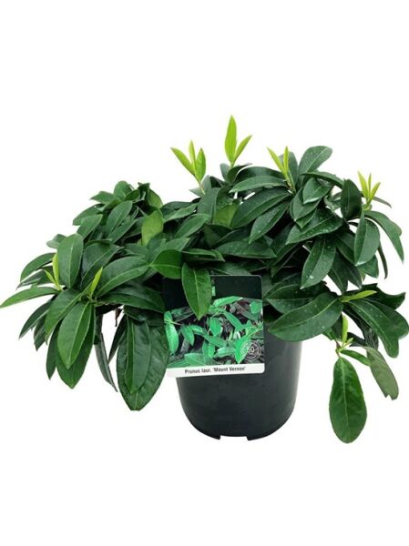 Zwerg-Kirschlorbeer 'Mount Vernon' / Prunus laurocerasus 'Mount Vernon'