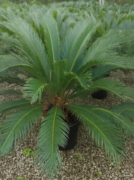 Cycas revoluta (Japanischer Sagopalmfarn) im Topf C20, 60–80 cm, mit kräftigen, gefiederten grünen Wedeln.