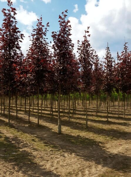Spitz-Ahorn Acer platanoides 'Royal Red', Hochstamm 20-25 StU, Reihe junger Bäume mit dunkelrotem Laub auf Baumschulfläche.