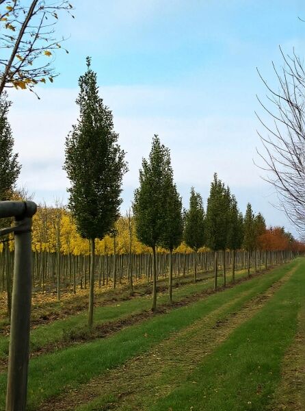 Quercus robur 'Fastigiata' Hochstamm 20-25 StU m. Db., Säulen-Eiche/Pyramiden-Eiche als Baumreihe in der Baumschule