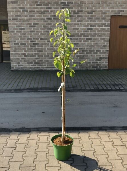 Pyrus communis 'Rote Williams Christ' – Birne 'Rote Williams Christ' Halbstamm C7 im Topf mit Stützstab und grünem Laub