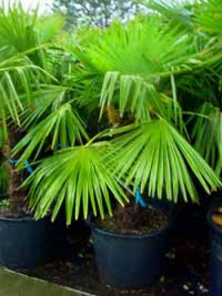 Chinesische Hanfpalme / Chinesische Hanfpalme