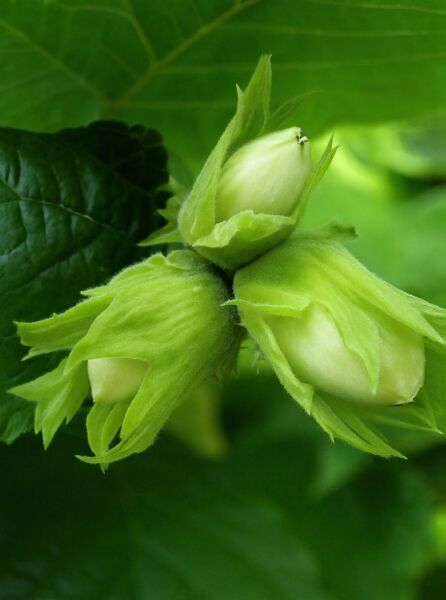 Haselnuss Rinde Gewöhnliche Hasel / Haselnuss - Corylus avellana - Baumschule NewGarden