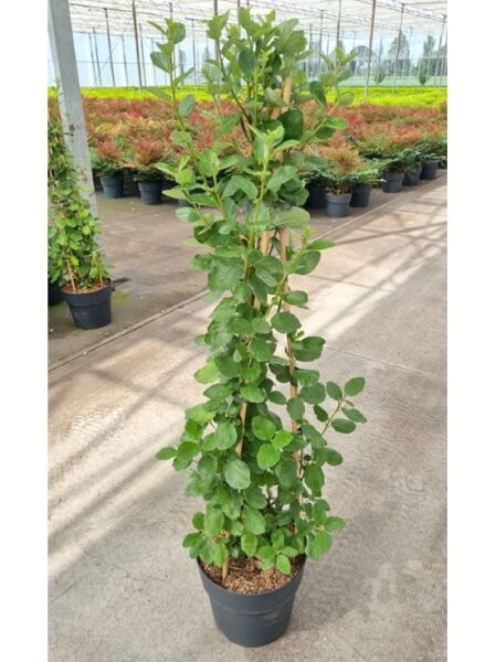 Ceanothus arboreus ’Trewithen Blue’ / Säckelblume ’Trewithen Blue’, 80–100 cm, im Topf C10 mit grünem Laub und Stützstäben.