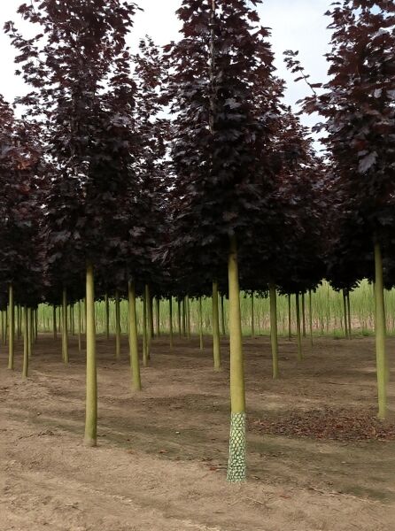 Spitz-Ahorn (Acer platanoides) 'Royal Red' Hochstamm 25-30 StU, Reihe junger Bäume mit dunkelrotem Laub und geradem Stamm.