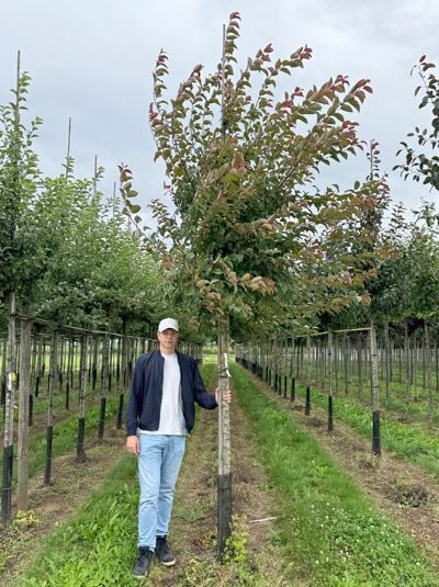 Malus 'Coccinella' / Zierapfel 'Coccinella' Hochstamm 14-16 StU mit Drahtballierung, Baum mit aufrechter Krone und Laub