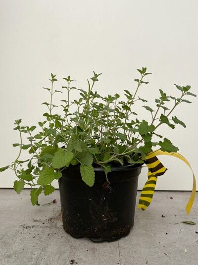Kaukasus-Katzenminze - Nepeta mussinii