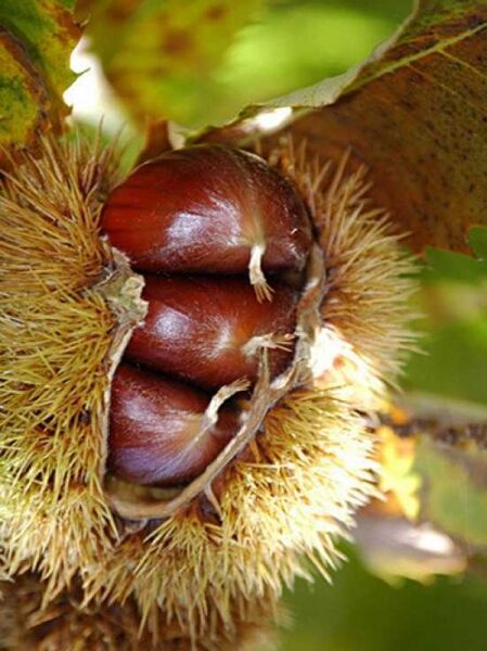Edel-Kastanie 'Marrone del Casentino' / Ess-Kastanie 'Marrone del Casentino' / Castanea sativa 'Marrone del Casentino'