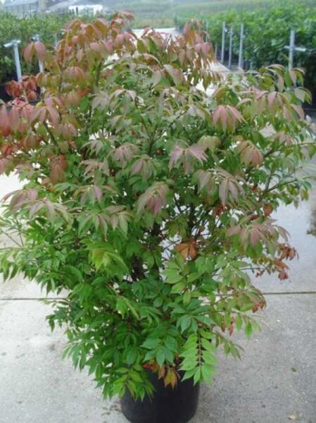 Euonymus alatus 'Compactus' – Niedriger Korkspindelstrauch 'Compactus' 80-100 cm C20, buschiger Strauch im Topf mit grün-rotem Laub