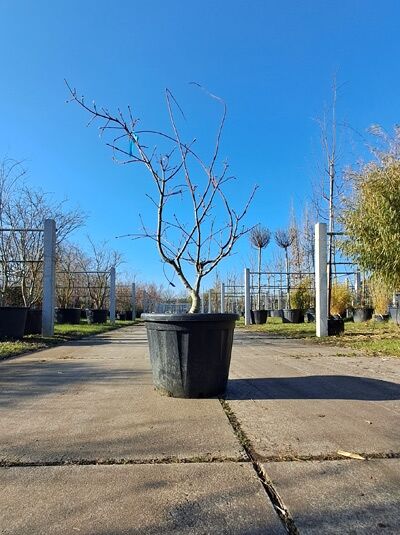 Eisenhutblättriger Ahorn 125-150 cm / Acer japonicum &#039;Aconitifolium&#039; (874418)