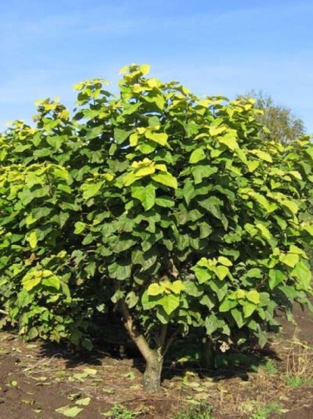 Gold-Trompetenbaum / Catalpa bignonioides 'Aurea'