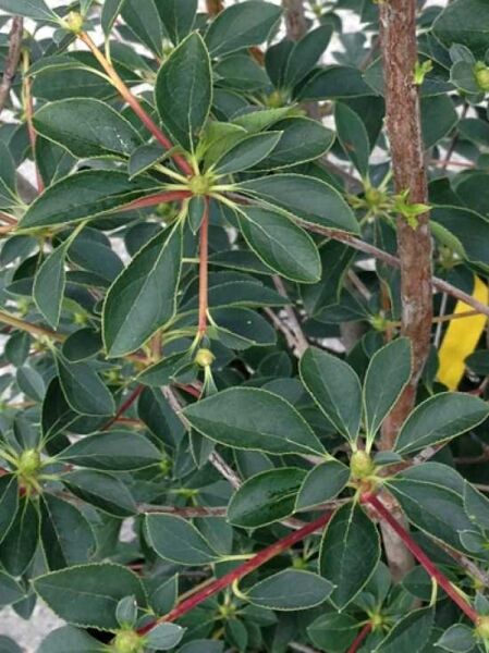 Glockige Prachtglocke 'Red Bells' / Enkianthus campanulatus 'Red Bells'