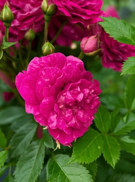 Rosa 'Super Excelsa' / Kletterrose 'Super Excelsa' mit kräftig pinken, gefüllten Blüten, Knospen und grünem Laub