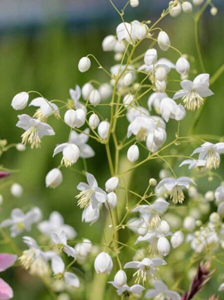 China-Wiesenraute 'Splendide White' / Thalictrum delavayi 'Splendide White®'
