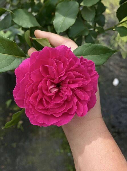 Englische Rose Rosa 'Gabriel Oak' mit großer, gefüllter, kräftig pinker Blüte und grünem Laub am Zweig