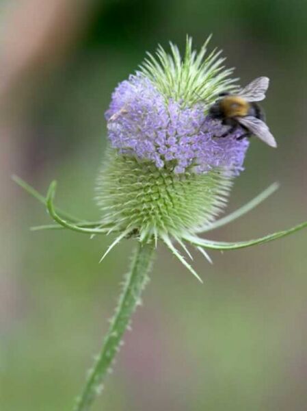 Wilde Karde (Dipsacus fullonum) mit violettem Blütenkopf und Hummel auf der Blüte