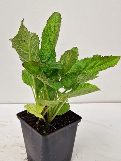 Salvia glutinosa x bulleyana 'Amber' / Klebriger Salbei 'Amber' P9 im Topf, grüne, gezähnte Blätter, kompakter Wuchs