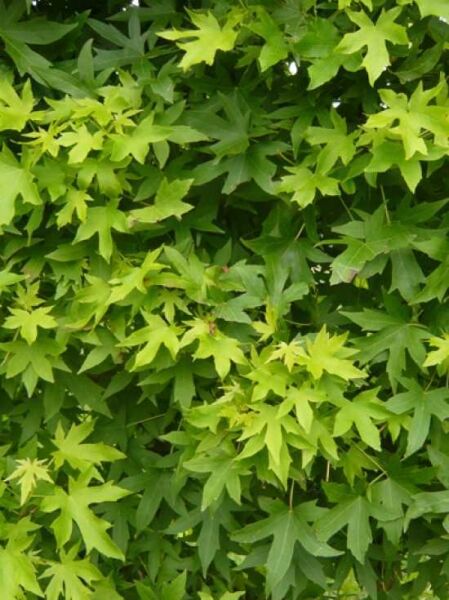 Amberbaum 'HalbstammSpalier' H220 B220 T20 (Stamm 95 cm)