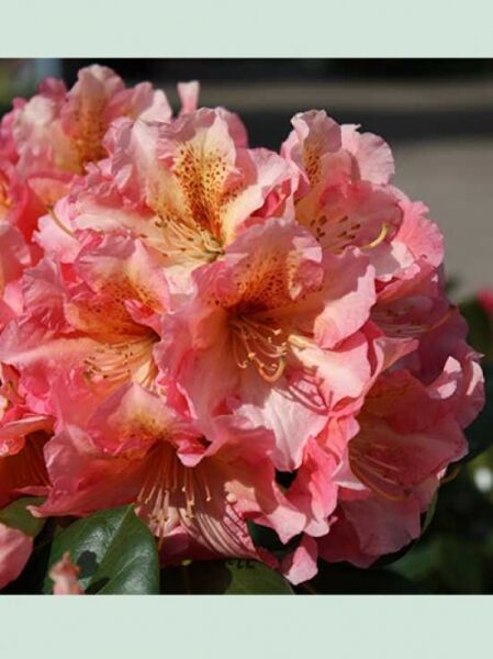 x / Rhododendron wardii 'Rio Brazil'