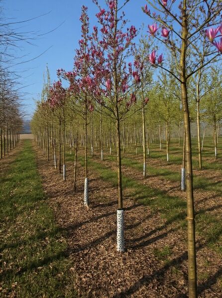 Magnolia loebneri 'Leonard Messel' – Rosa Stern-Magnolie 'Leonard Messel' Hochstamm 16-18 StU, mit rosa Blütenknospen und Blüten