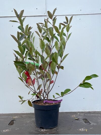 Aronia melanocarpa 'Hugin' / Apfelbeere 'Hugin', 60–100 cm, im C5-Topf, mehrtriebiger Strauch mit grünen und rötlichen Blättern.