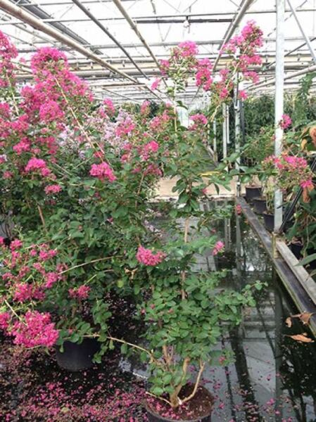 Lagerstroemia indica 'Fuchsia d'été'®, Indische Lagerströmie, 125-150 cm C20, mehrstämmiger Strauch im Topf mit pinken Blütenrispen
