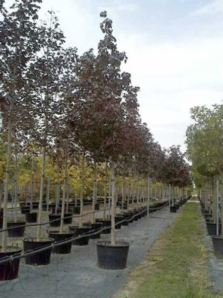 Blut-Ahorn Acer platanoides 'Crimson King', Hochstamm 18-20 StU im Container, Reihe mit Bäumen in Baumschule.