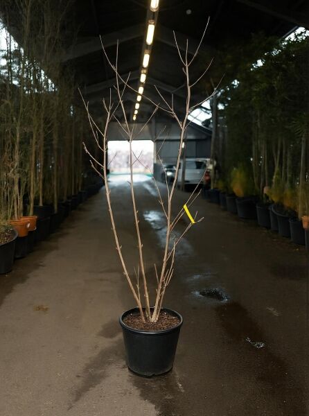 Chinesischer Losbaum fargesii (Clerodendrum trichotomum fargesii), 200-250 cm, C35, mehrstämmige laublose Pflanze im Topf
