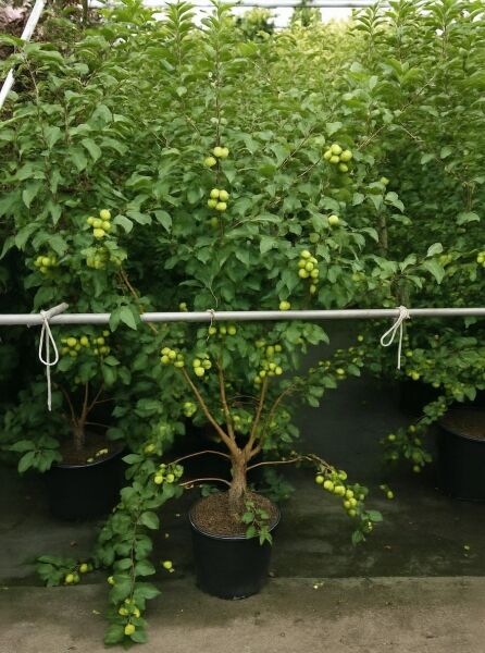 Malus 'Red Sentinel' / Zierapfel 'Red Sentinel' 150-175 cm C30 im Topf, verzweigter Baum mit grünen Früchten und Laub