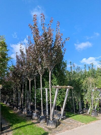Prunus serrulata 'Royal Burgundy' – Rotblättrige Nelken-Kirsche 'Royal Burgundy', Hochstamm im Container mit rotbraunem Laub
