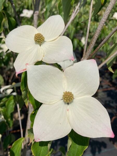 Japanischer Blumen-Hartriegel &#039;Teutonia&#039; / Cornus kousa &#039;Teutonia&#039;