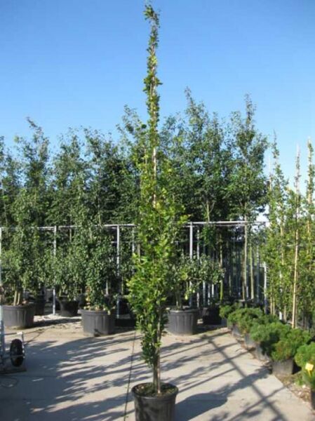 Säulen-Buche 'Gold' (Fagus sylvatica 'Dawyck Gold') im Container C30, 250–300 cm, schlanker säulenförmiger Wuchs.