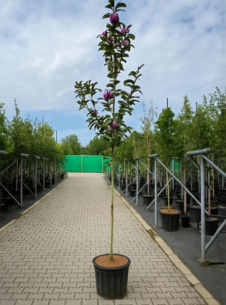 Magnolia 'Cleopatra'® / Magnolie 'Cleopatra' Hochstamm 8-10 StU im Container, schlanker Stamm mit grünen Blättern und rosa Blütenknospen