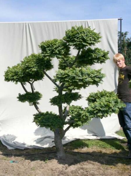 Garten-Bonsai Feldulme Ulmus minor 'Jacqueline Hillier', ca. 180 cm hoch und 210 cm breit, mehrstämmig mit runden Kronenpolstern.