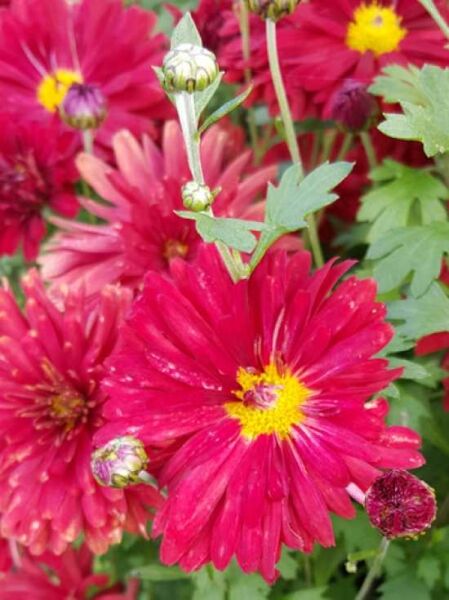 Chrysanthemum hortorum 'Red Velvet' / Winteraster 'Red Velvet'