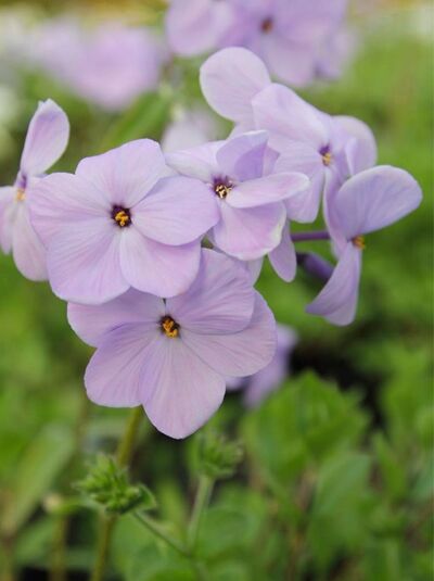 Blauer Wander-Phlox 'Blue Ridge' / Phlox stolonifera 'Blue Ridge'