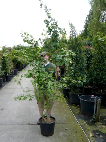 Ginkgo biloba (Ginkgobaum/Fächerblattbaum) mehrstämmig im Container C50, ca. 200–250 cm, mit fächerförmigen Blättern.