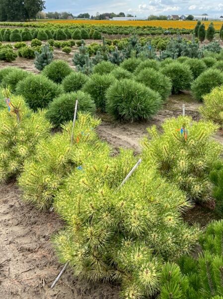 Pinus densiflora 'Rainbow' / Japanische Rotkiefer 'Rainbow'