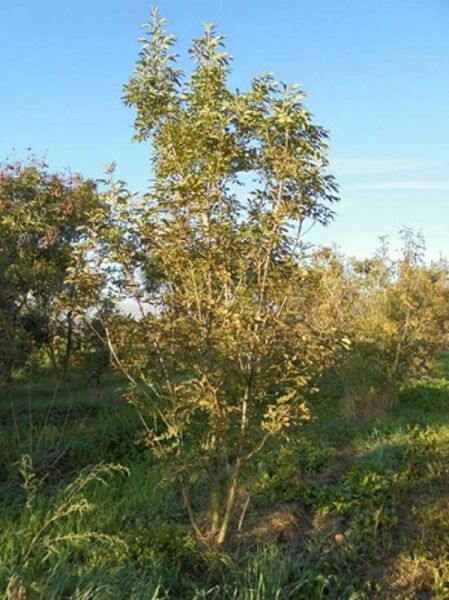 Blumen-Esche / Manna-Esche / Fraxinus ornus