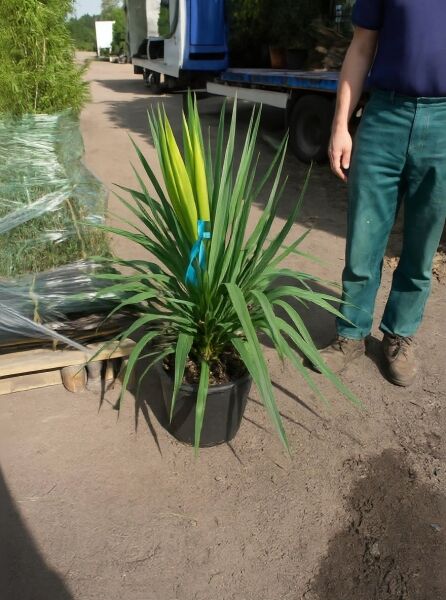Yucca filamentosa (Fädige Palmlilie) 30–40 cm im C10-Topf, aufrechter Wuchs mit schmalen, lanzettlichen grünen Blättern.