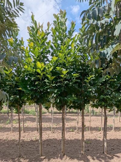 Große Stern-Magnolie Magnolia loebneri 'Merrill' Hochstamm, 10-12 StU, mit grünem Laub und rundlicher Krone im Feldbestand