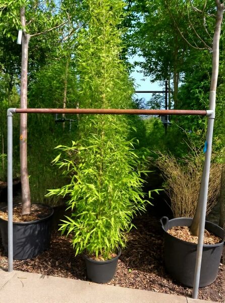 Phyllostachys nigra, schwarzer Bambus, 175–200 cm, im C12-Topf mit aufrechtem Wuchs und dichtem, grünem Blattwerk