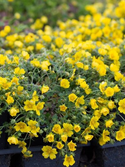 Frühlings-Fingerkraut / Potentilla neumanniana
