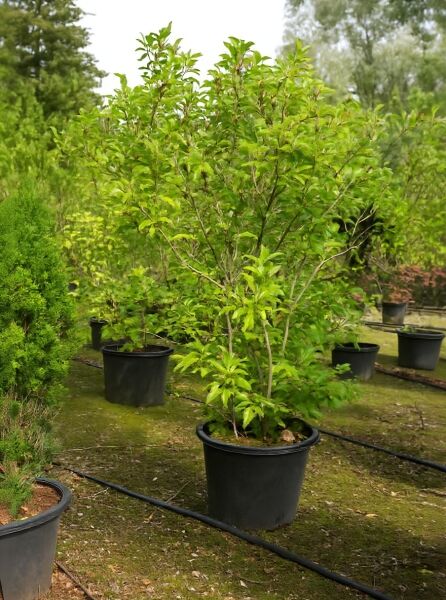 Magnolia liliiflora 'Jane' / Purpur-Magnolie 'Jane', mehrtriebiger Strauch im Container C90, 200–250 cm, mit grünem Laub