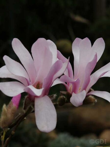 Rosa Stern-Magnolie 'Leonard Messel' / Magnolia loebneri 'Leonard Messel'