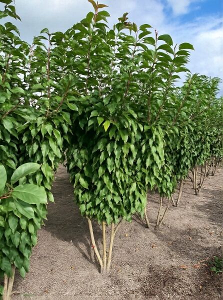 Prunus serrulata 'Kanzan', Japanische Blütenkirsche 200-250 cm, mehrstämmig mit dichtem Laub und aufrechtem Wuchs.