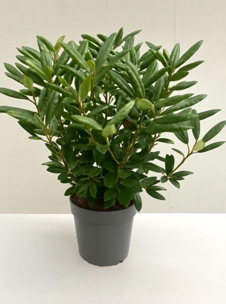 Rhododendron Hybride 'Roseum Elegans' (Rhododendron) 50-60 cm C10, grüner Strauch im Topf mit schmalen Blättern