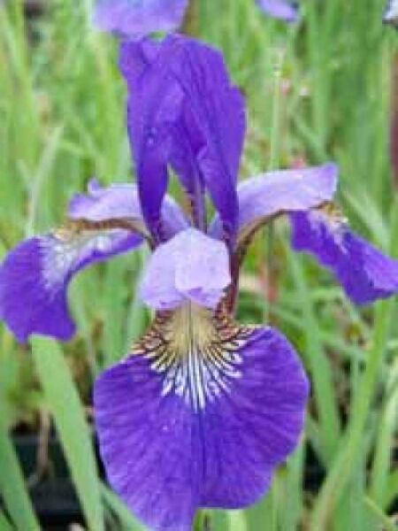 Iris sibirica 'Blue King' / Sibirische Garten-Schwertlilie / Wieseniris