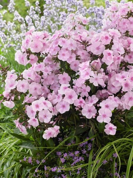 Sommer-Phlox, Hohe-Flammenblume 'Sweet Summer Sensation ®' / Phlox paniculata 'Sweet Summer Sensation ®'