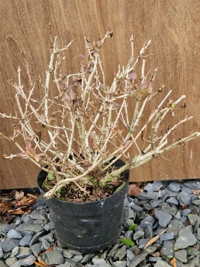 Weigela florida 'Minor Black ®' / Dunkelrotblättrige Weigelie 'Minor Black ®', 30–40 cm, C3, Strauch im Topf mit dunklem Laubaustrieb